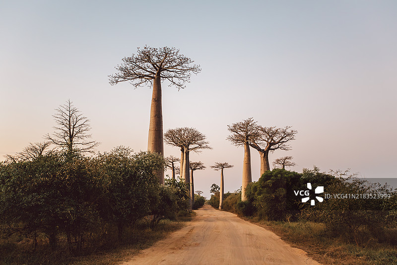 马达加斯加图片素材