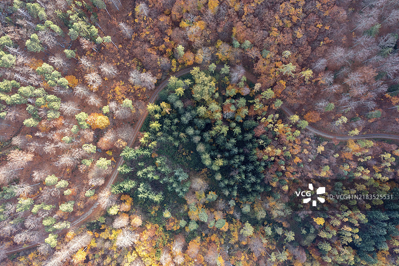 秋季的森林无人机拍摄，瓦豪，下奥地利，奥地利，欧洲图片素材