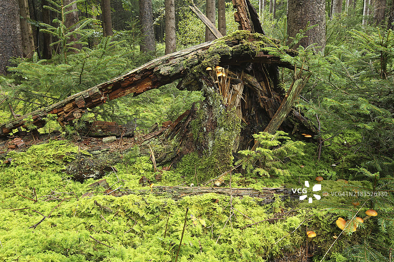 死木，金黄牛肝菌（Suillus grevillei）生长在德国巴伐利亚阿尔高的云杉森林（Picea）中的死木上图片素材