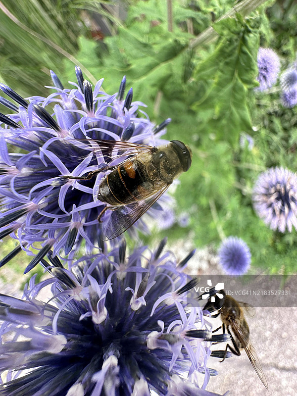 2 只悬浮苍蝇，小型地球蓟，蓝色地球蓟，里特罗地球蓟（Echinops ritro）图片素材