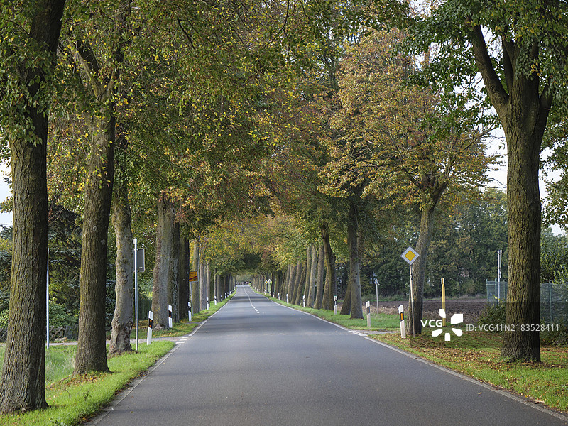 一条两旁种满高大树木、秋叶飘落的乡间小路，位于德国明斯特地区。图片素材