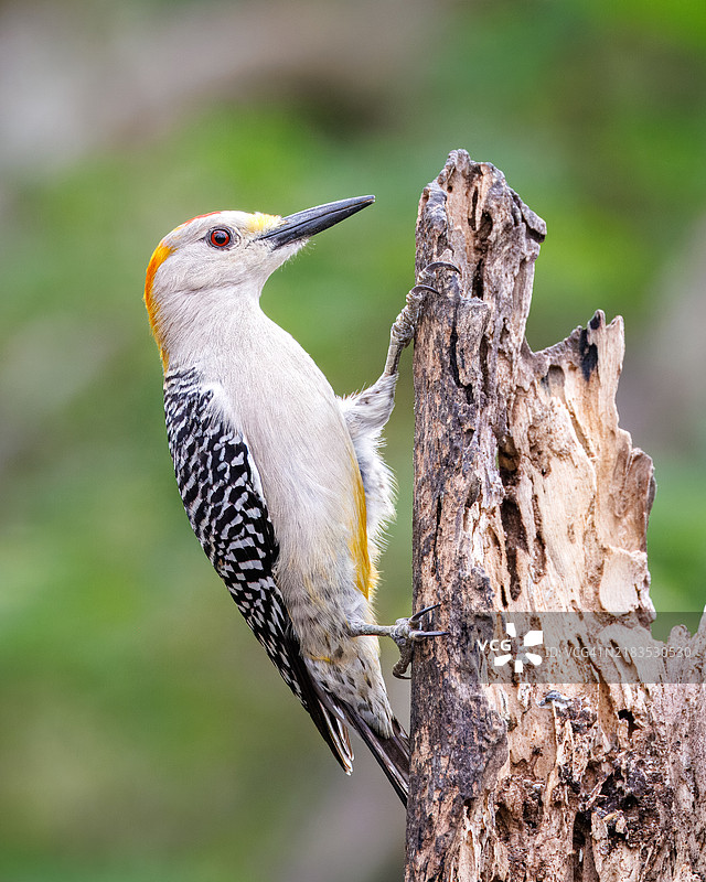 金额头啄木鸟图片素材