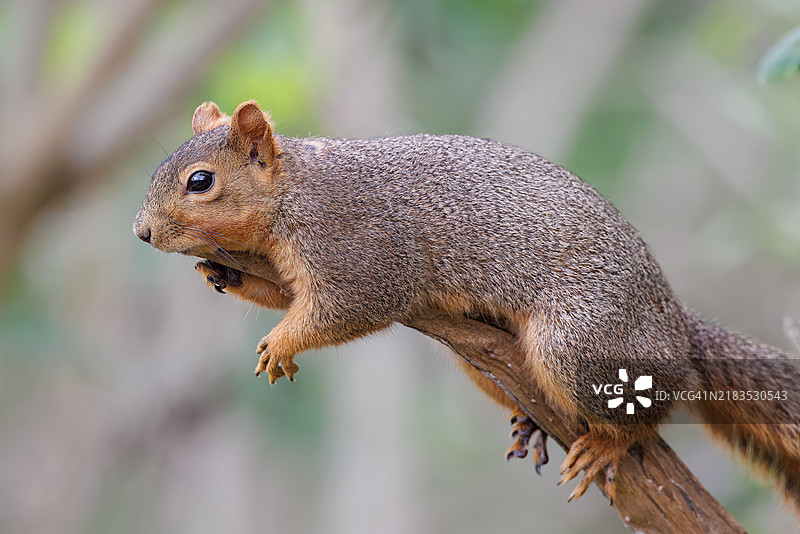 休息中的狐狸松鼠图片素材