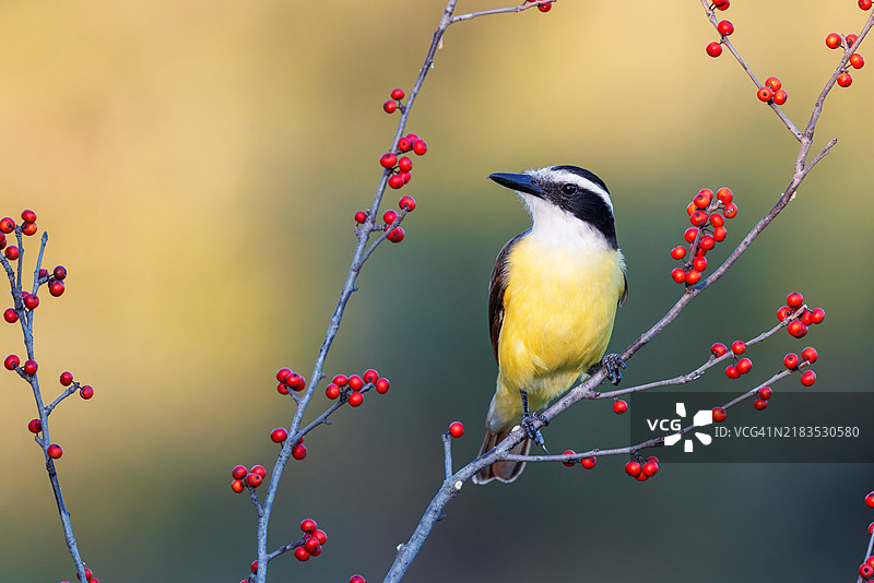 大黄鹂图片素材