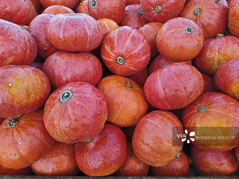 北海道南瓜，德国下萨克森，欧洲图片素材