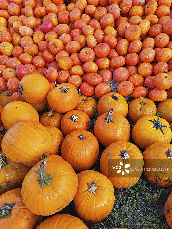 北海道南瓜，德国下萨克森，欧洲图片素材