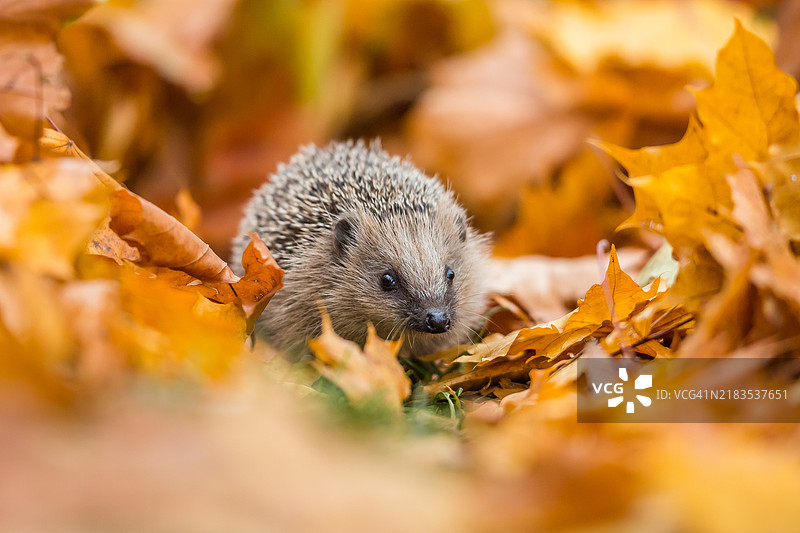 欧洲刺猬 (Erinaceus europaeus)图片素材