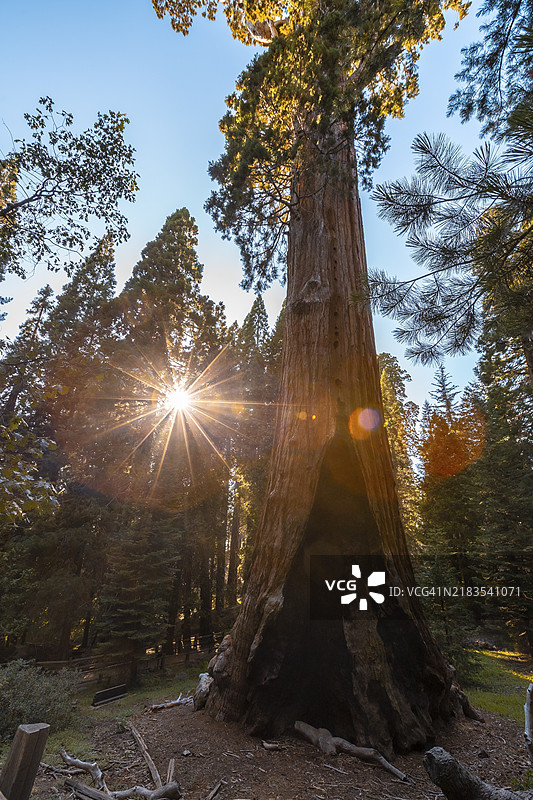 加州红杉国家公园的格兰特将军树在美丽的日落下。图片素材