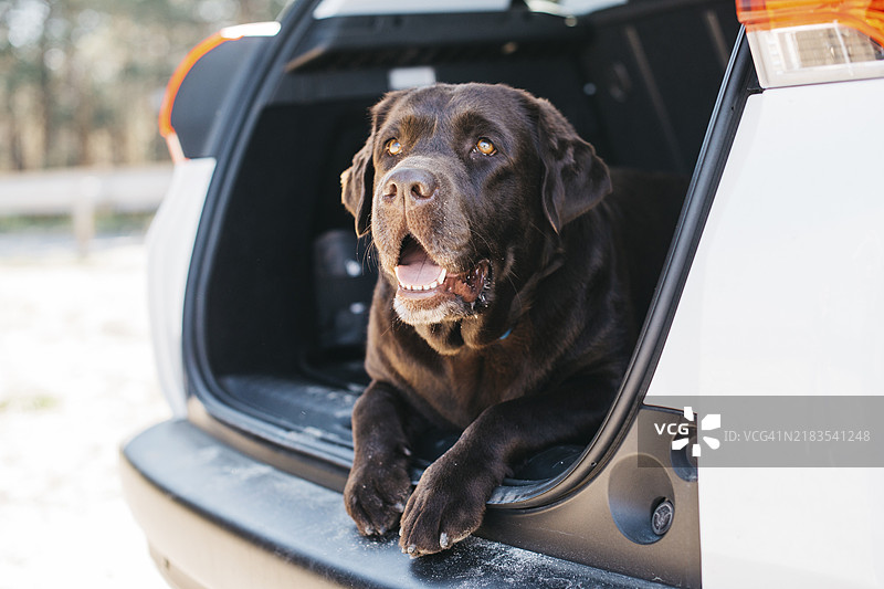 狗在打开的后备箱里放松图片素材