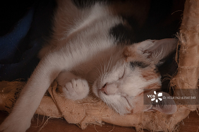 一只安静的白橙相间的家猫舒适地睡着。图片素材