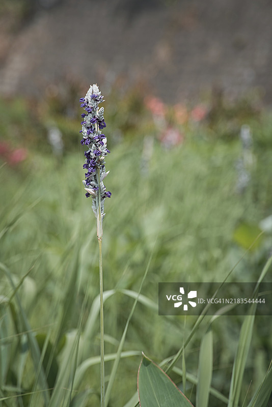 薰衣草花田的特写镜头图片素材