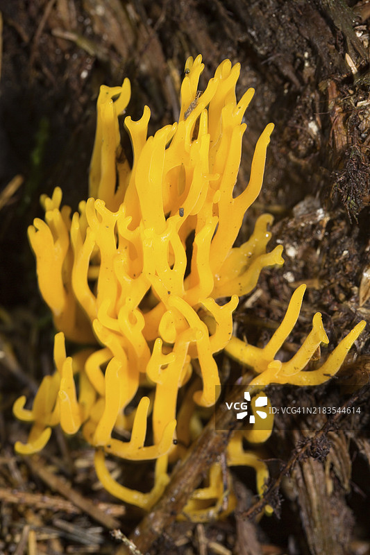 金黄色的珊瑚状绒毛轻黄色果体在针叶 litter 中图片素材