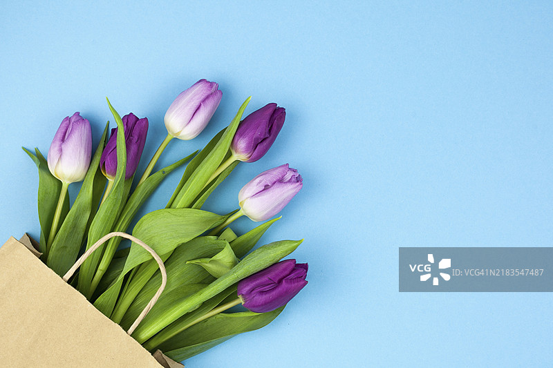 一束紫色郁金香放在棕色纸袋中，摆放在蓝色背景的角落里图片素材