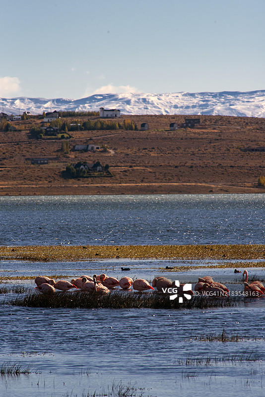 智利火烈鸟 (Phoenicopterus chilensis)图片素材