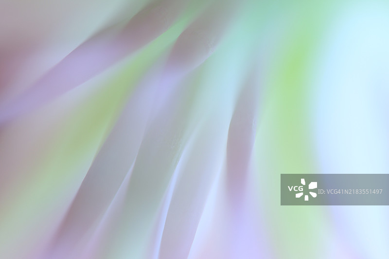 百合花，花瓣和雄蕊形成的曲线特写图片素材