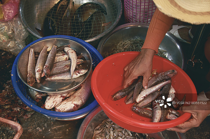 柬埔寨甘波特当地传统的萨马基湿市场，卖新鲜蛇头鱼的摊贩的俯视图，真实的高棉日常生活和文化瞬间。图片素材