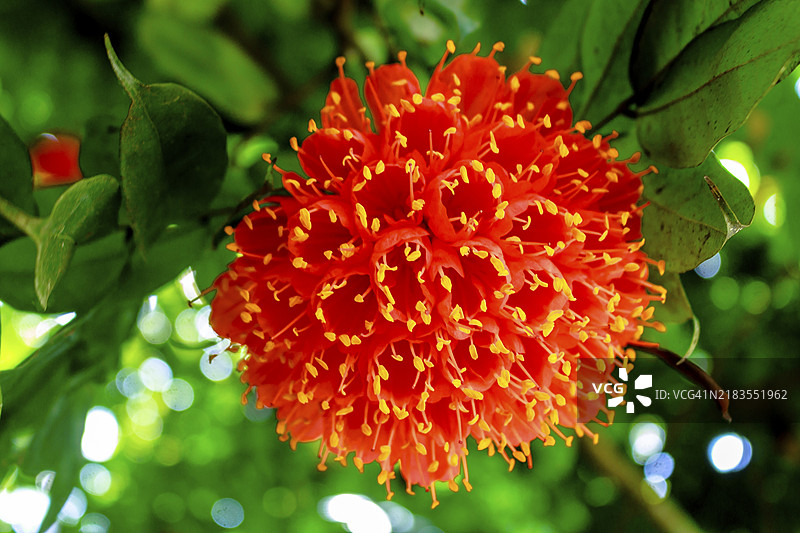 斯里兰卡亚洲的一种热带红色伞形花朵在树上盛开图片素材