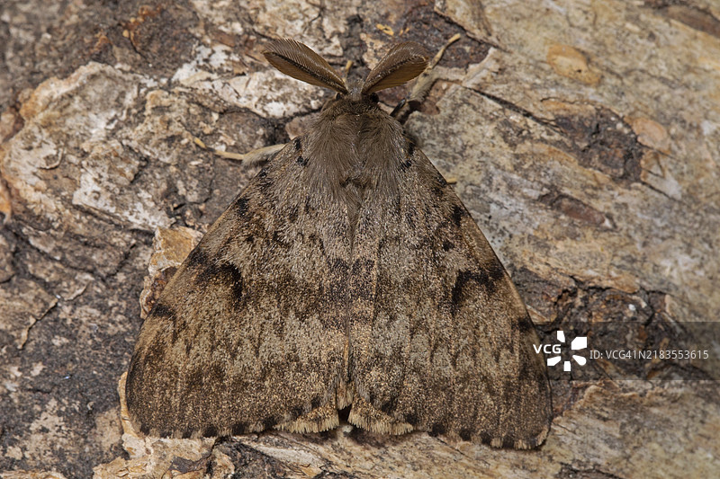 闭翅的吉普赛蛾雄蛾从后面停在树干上图片素材