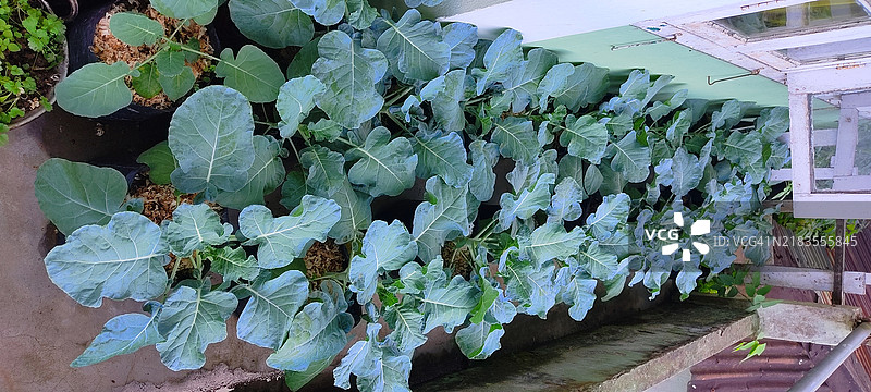 西兰花植物图片素材