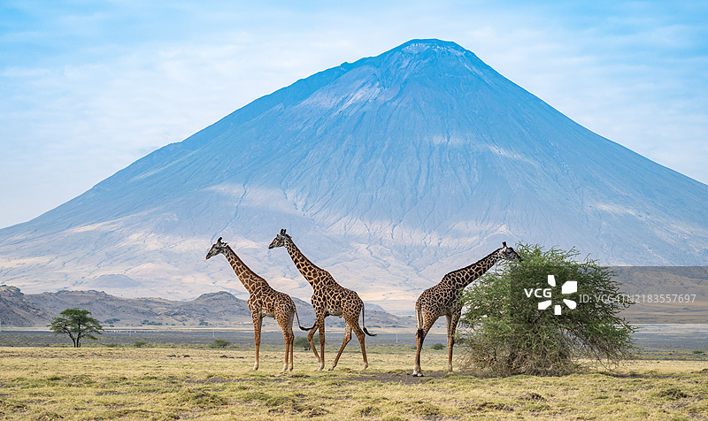 长颈鹿在奥尔多因约火山前图片素材