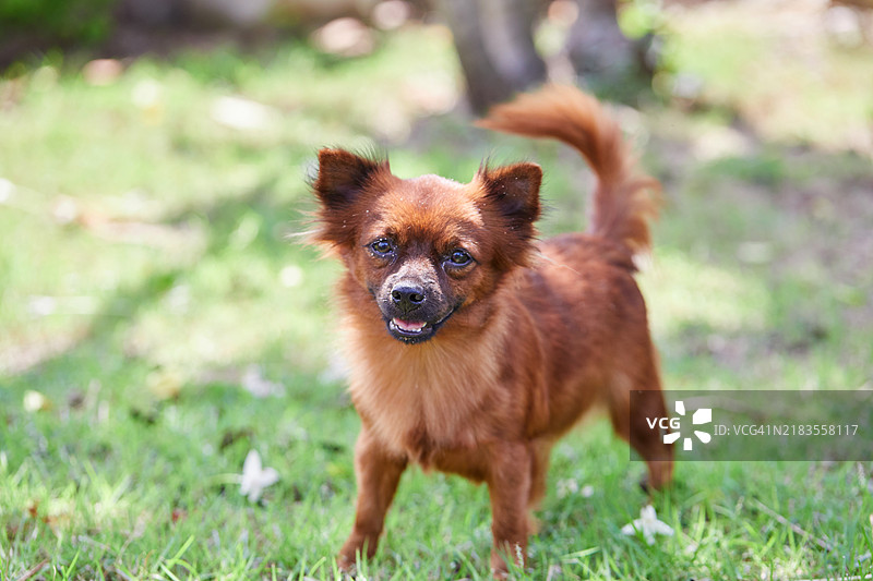 一只可爱的博美犬在草地上图片素材