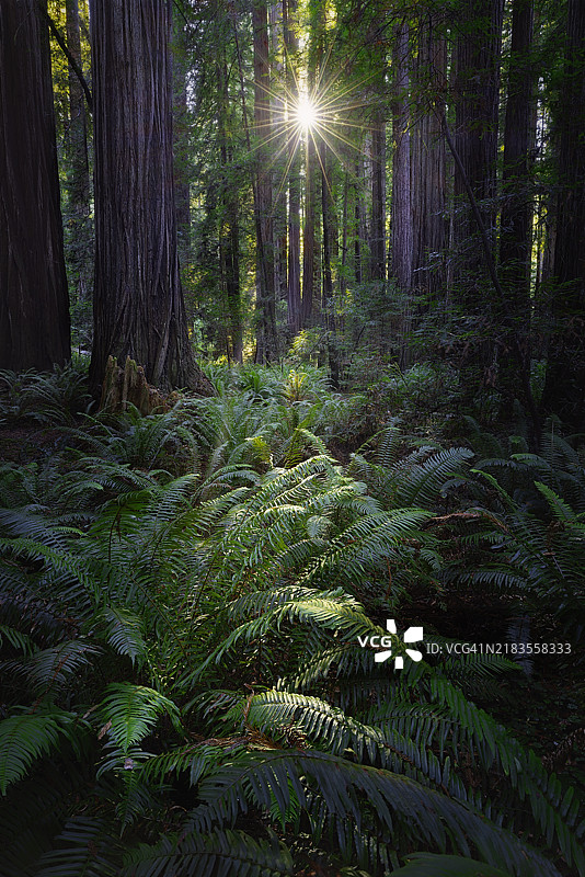 森林中的树木，杰德迪亚·史密斯州立公园，美国图片素材