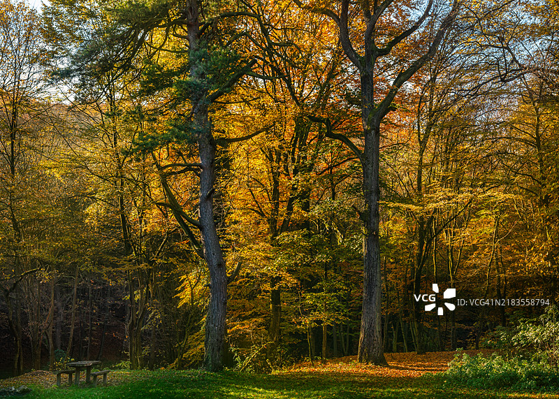 秋天森林中的树木图片素材