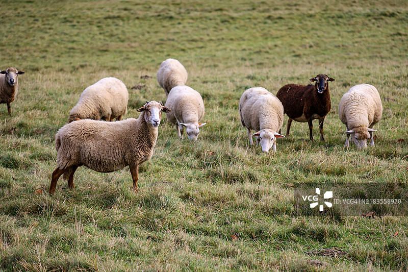 一群羊图片素材