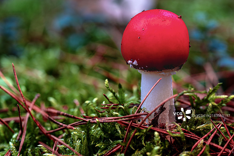 布兰登堡州哈弗尔河畔的田野上生长的蘑菇特写图片素材