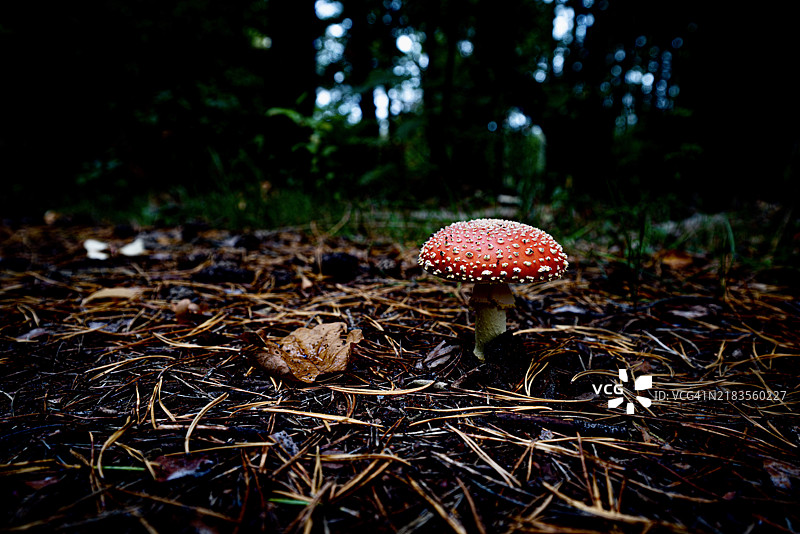 田野上的苍蝇伞蘑菇特写，德国布兰登堡州布兰登堡市图片素材