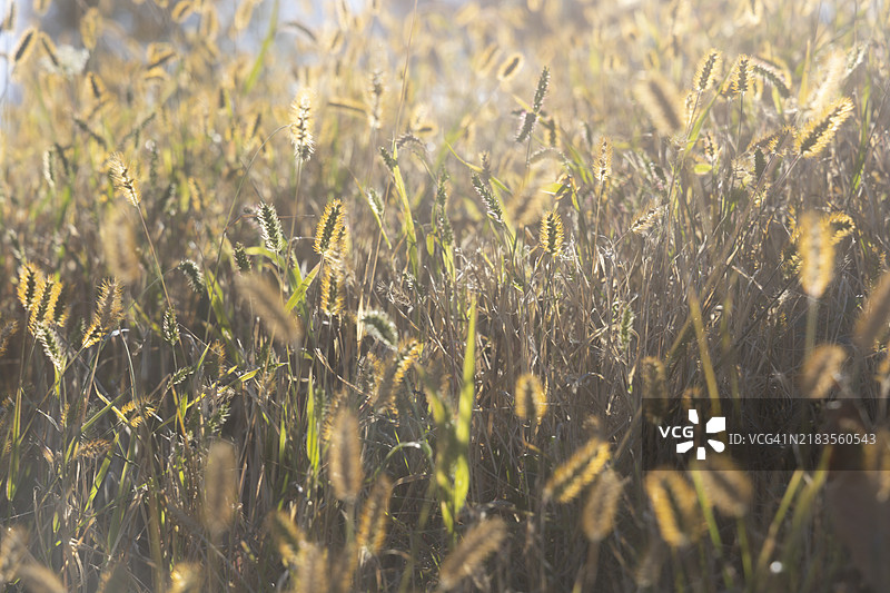 田野上作物的特写，康涅狄格州新迦南，美国图片素材