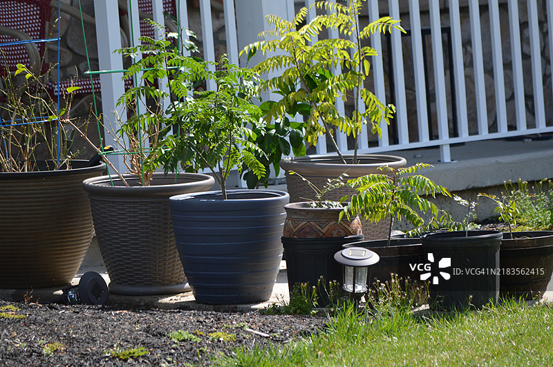 后院的盆栽植物图片素材