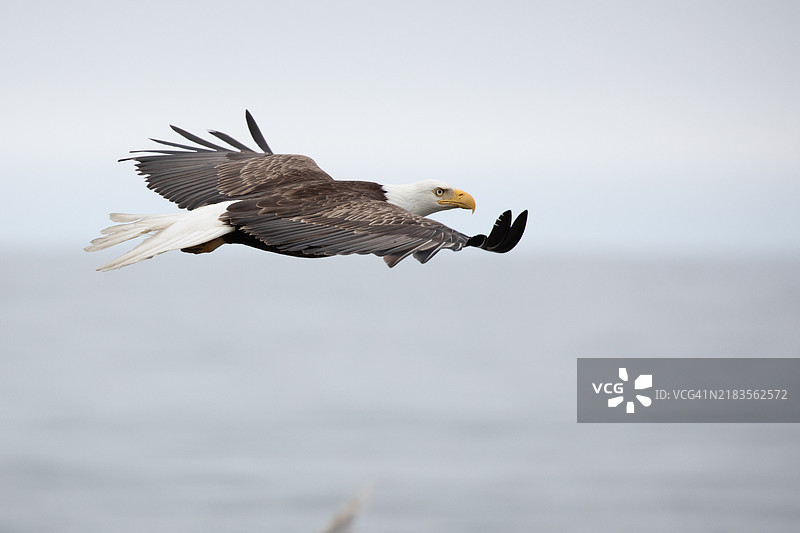 低角度视图的海鸥在海面上空飞翔，背景是天空，锚点，阿拉斯加，美国图片素材