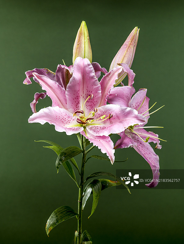 绿色背景上的粉色东方百合约瑟芬，乌克兰敖德萨。图片素材