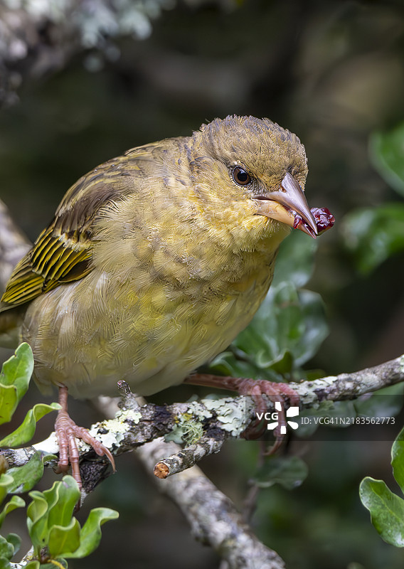 南非野生动物保护区的斑背织布鸟（Ploceus cucullatus）。图片素材