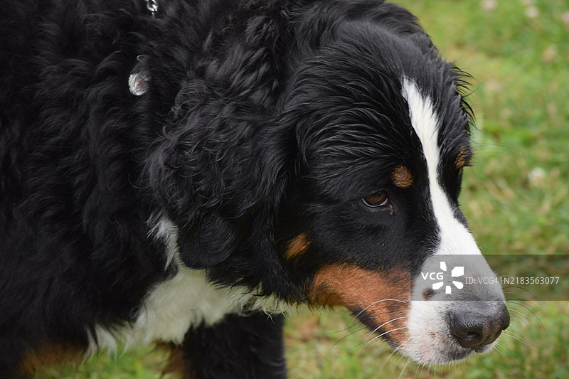 公共公园里的狗图片素材