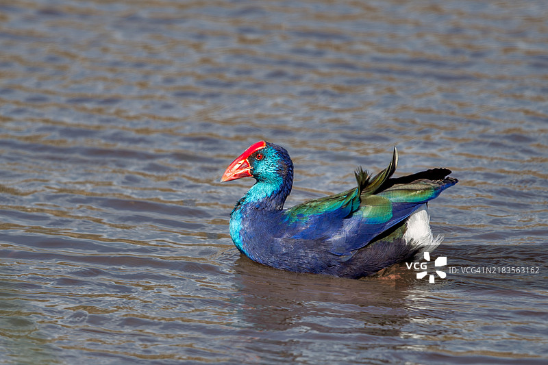 湖中水鸡的特写镜头图片素材