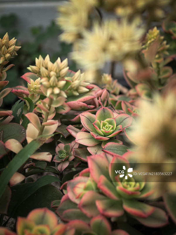 多肉植物的特写镜头图片素材
