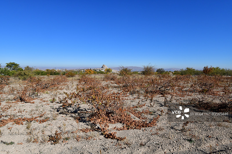 卡帕多奇亚火山土壤中的传统葡萄园图片素材