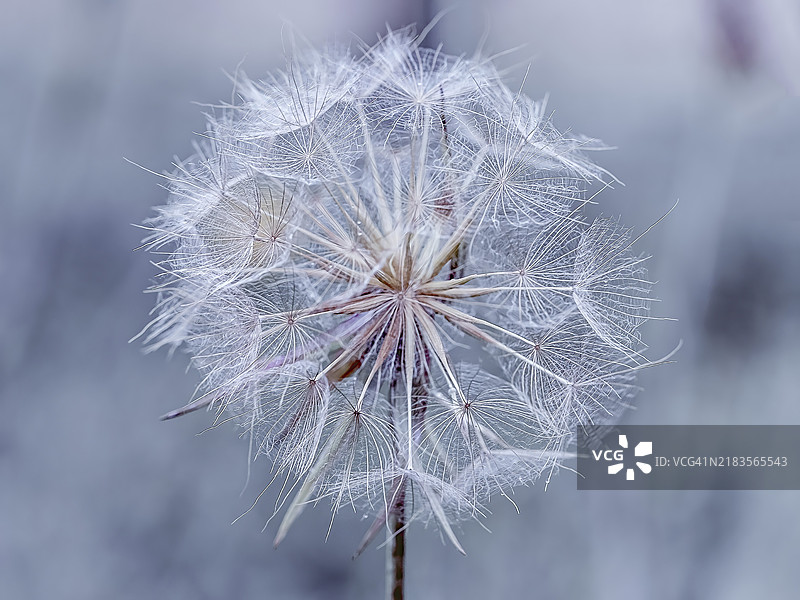 一朵沾满晨露的蒲公英，特写镜头突显了它的脆弱和自然之美图片素材