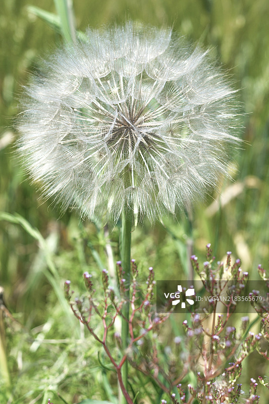 蒲公英是一种对健康有益的天然疗愈植物图片素材
