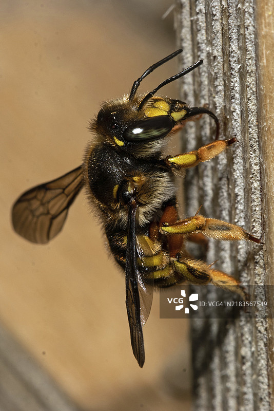 花园毛毛虫，坐在木头上的大毛毛虫，向上看。图片素材