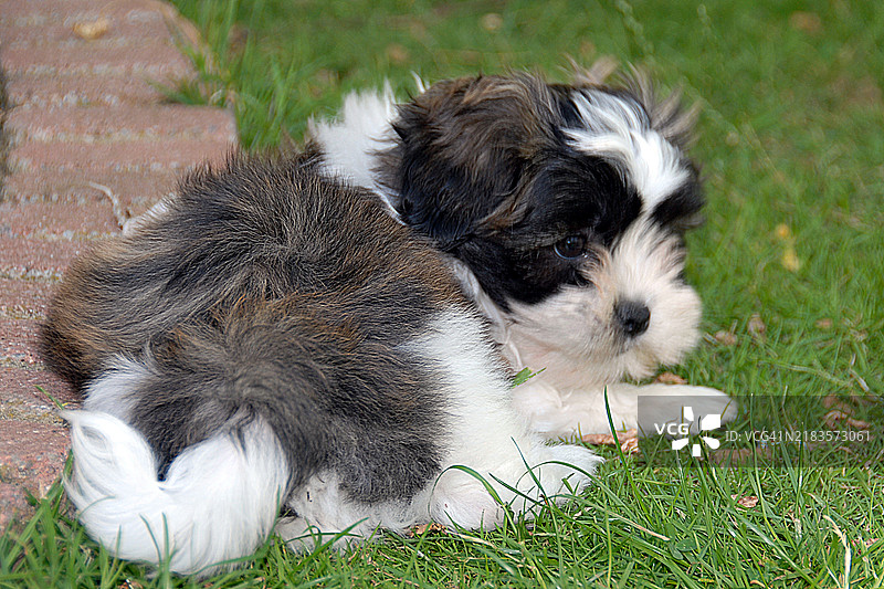 六周大的毛茸茸的西施犬小狗在花园里图片素材