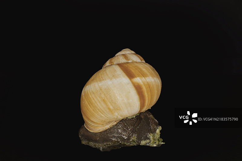 带有香草大蒜黄油的条纹罗马蜗牛（Helix lucorum），黑色背景下的工作室摄影图片素材