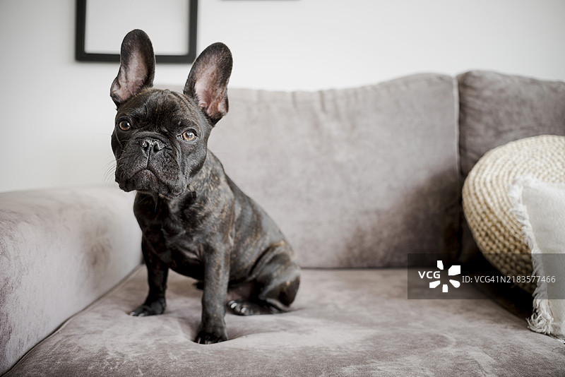 可爱的法国斗牛犬肖像图片素材