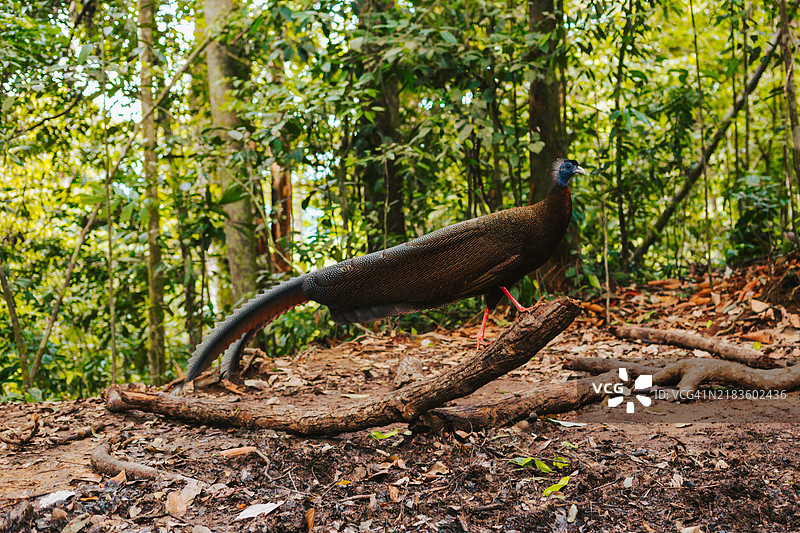 一只大型的阿古斯雉在丛林中的空地上图片素材