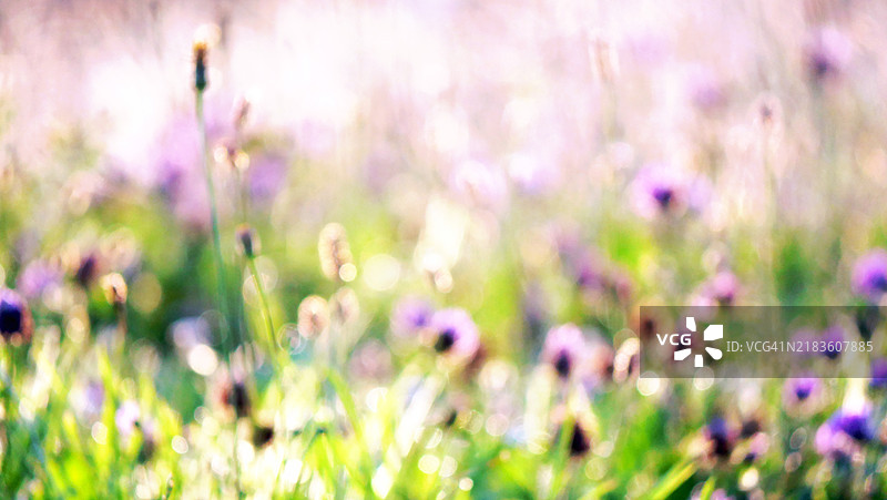 模糊且过曝的夏季花卉和植物照片，拍摄于法国上萨瓦省的埃维昂-莱-班。阳光明媚，色彩鲜艳。图片素材