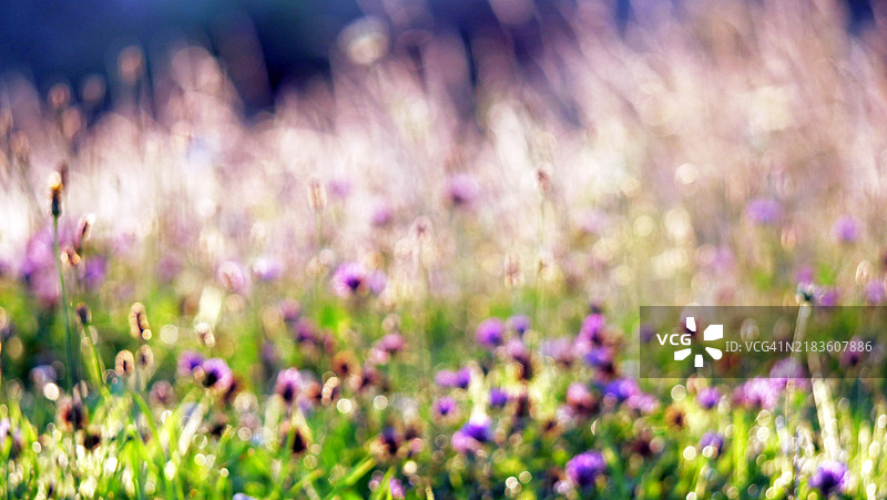 夏季花园中模糊的紫色花朵和草地照片。阳光。饱和的色彩。法国，上萨瓦省，埃维昂-莱-班。图片素材