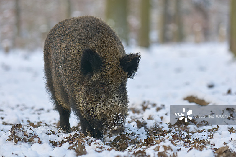 冬季的野猪（Sus scrofa）图片素材