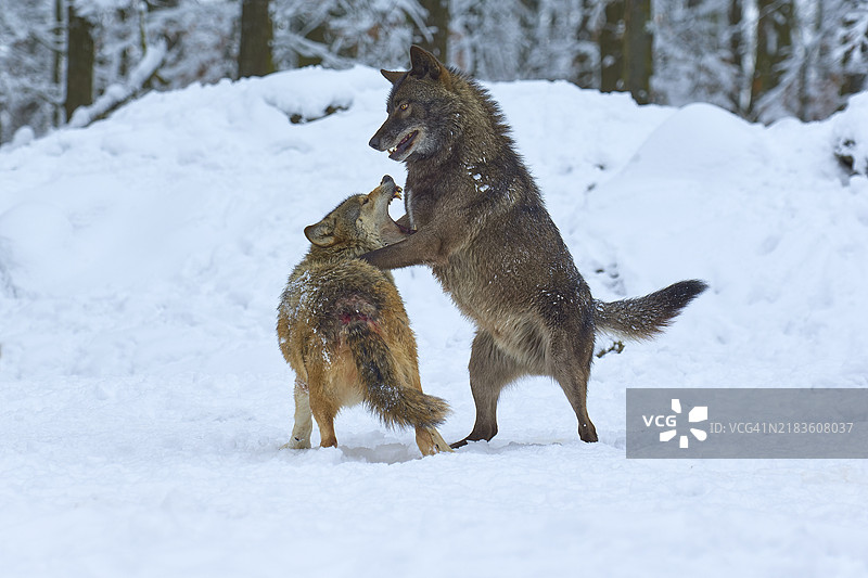 狼（Canis Lupus），争斗图片素材